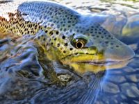 Foto de pesca con mosca