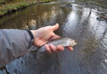 New Years Eve French Nymphing For Grayling