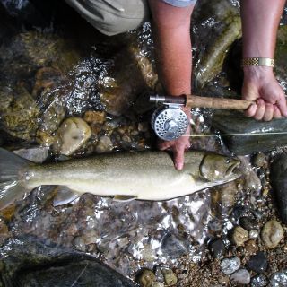 East Fork of the South Fork Bull Trout