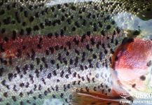  Rainbow trout C&R by Uros Kristan in (Place ) | Fly dreamers 