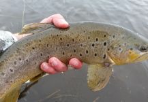 Fly-fishing Image of von Behr trout shared by Chris Andersen | Fly dreamers