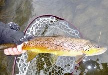 Winter Browns on the Yampa River