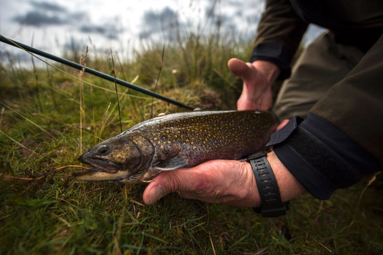 Old genetic brook trout at The Route of Spring Creeks