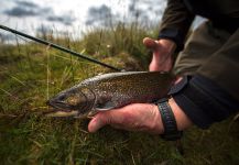 Fly-fishing Pic of brook charr shared by Juan Manuel Biott | Fly dreamers 