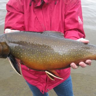 Monster Igloo Brook Trout