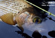 Uros Kristan landed this Arctic grayling in Ljubljanica River - Fly Fishing | Fly dreamers 