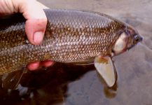 Chris Watson 's Fly-fishing Catch of a Whitefish | Fly dreamers 