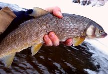 Fly-fishing Photo of Whitefish shared by Chris Watson | Fly dreamers 