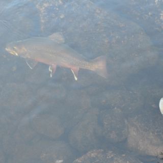 The release at Igloo Lake Labrador - huge brook trout