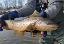 Chris Andersen 's Fly-fishing Catch of a Brown trout | Fly dreamers 