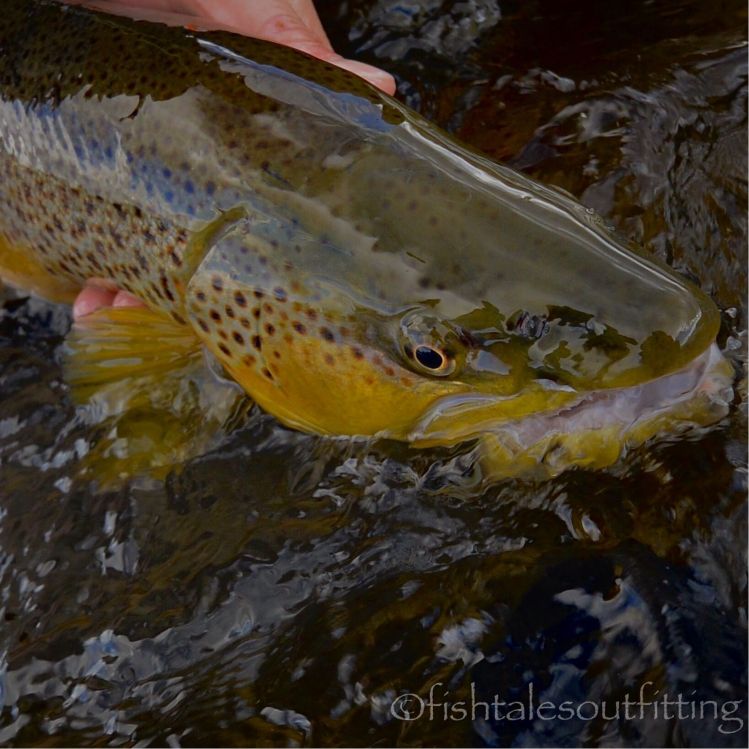 Spring fishing is right around the corner! Follow the link in our bio to check out our fishing/lodging packages and book your spring fly fishing adventure today! #montanaflyfishing #406flyfishing #montanaguidedflyfishing #flyfishmontana #fishingtrip #rlwi