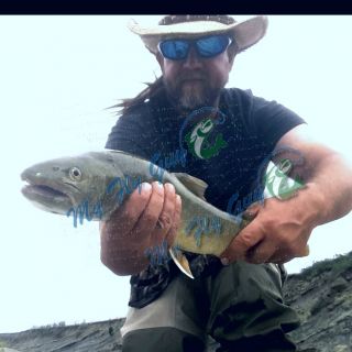 If you've ever wanted to get into Bull Trout get a hold of me at myflyguy.ca