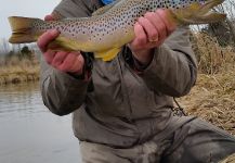 Chris Andersen 's Fly-fishing Pic of a Brownie | Fly dreamers 