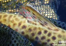 Fly Fishing for English trout in Radovna River | Fly dreamers 