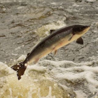 Foto de pesca con mosca