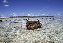 Astove lagoon, Astove, Atoll, Aldabra Islands, Seychelles
