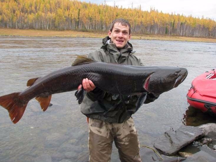 Welcome to Siberia! Fishing for taimen!
Imagine a world where in those rivers lived a Taimen like monster fish that can grow to over 100 kg and fight like the devil. 