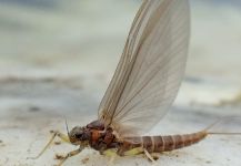 BERNET Valentin 's Interesting Fly-fishing Entomology Photo | Fly dreamers 