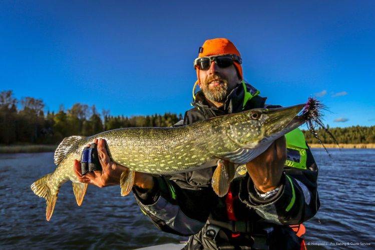 Lucio del Baltico pescado con mosca Malbran, equipo 6, linéa dé flote 