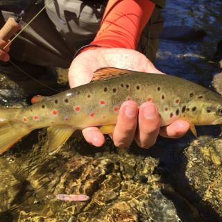 Foto de pesca con mosca