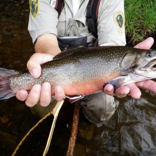 Beautiful NH brook trout from the Androscoggin River.