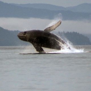 Foto de pesca con mosca