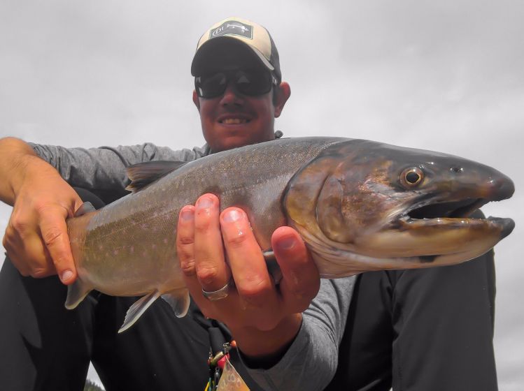 Bull trout