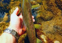 Fly-fishing Photo of brown trout shared by Branko Panic | Fly dreamers 
