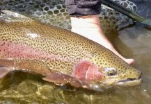 Scott Marr 's Fly-fishing Pic of a Rainbow trout | Fly dreamers 