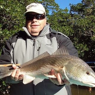 Redfish on fly. 