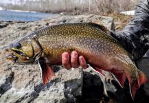 Luke Alder 's Fly-fishing Photo of a Brookies | Fly dreamers 