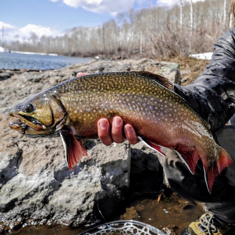 Miles of hiking through 3 feet of snow proved worth it, new PB brookie @ 20"