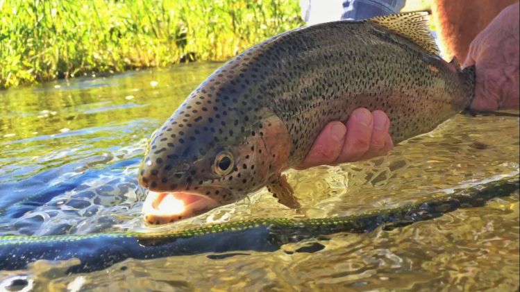 Salmon River, Sun Valley, Idaho, United States