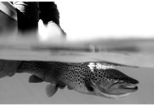 Fly-fishing Image of Salmo trutta shared by Miguel Angel Pasquini | Fly dreamers