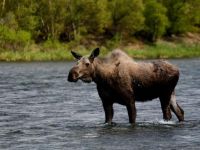 Moose on the Alagnak Wild River 