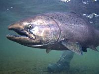 Chinook Salmon in the crystal clear waters of the Alagnak Wild River 