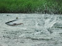 Sockeye Salmon of the Alagnak Wild River 