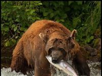 Alaskan Brown Bear with Sockeye Salmon on the Alagnak Wild River 