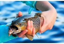 Fly-fishing Pic of English trout shared by Miguel Angel Pasquini | Fly dreamers 