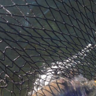 Foto de pesca con mosca