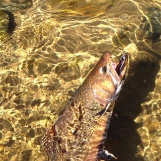 Foto de pesca con mosca