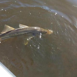 Another snook release
Keep em wet