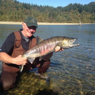 Huge runs of Chum Salmon!