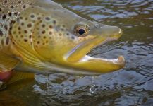 Michael Stack 's Fly-fishing Picture of a Salmo fario | Fly dreamers 