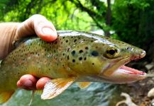 Chris Watson 's Fly-fishing Photo of a Brown trout | Fly dreamers 
