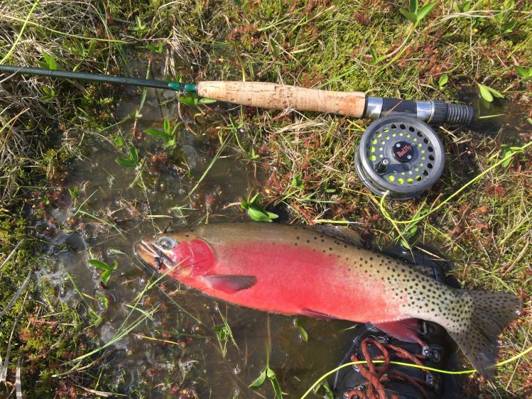 Some Idaho high mountain color