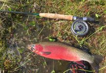  Captura de Pesca con Mosca de Greenback cutthroat por Branden Hummel | Fly dreamers