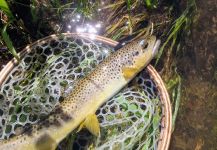 Fly-fishing Picture of Salmo fario shared by Tim Kidder | Fly dreamers