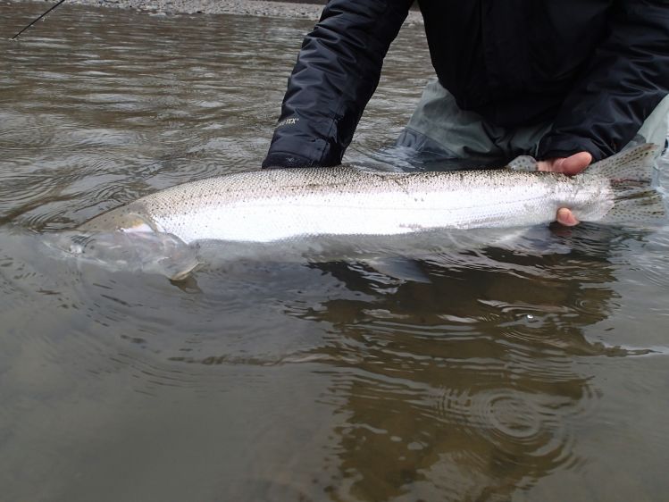 Spring Steelhead - Skeena