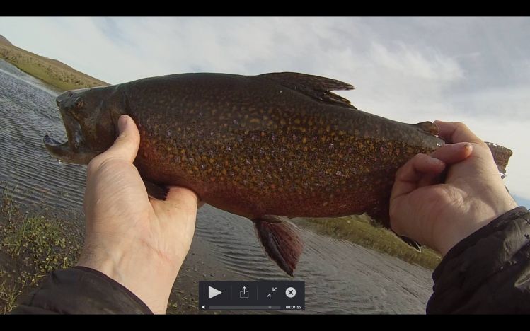 Volcanic brookie from the Route of the spring creeks